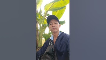 Kênh mương ngươn . Hòa Bình Thạnh . Châu Thành .AG Giá lúa 504 giá 5400đ/kg năng xuất công lớn 1 tấn