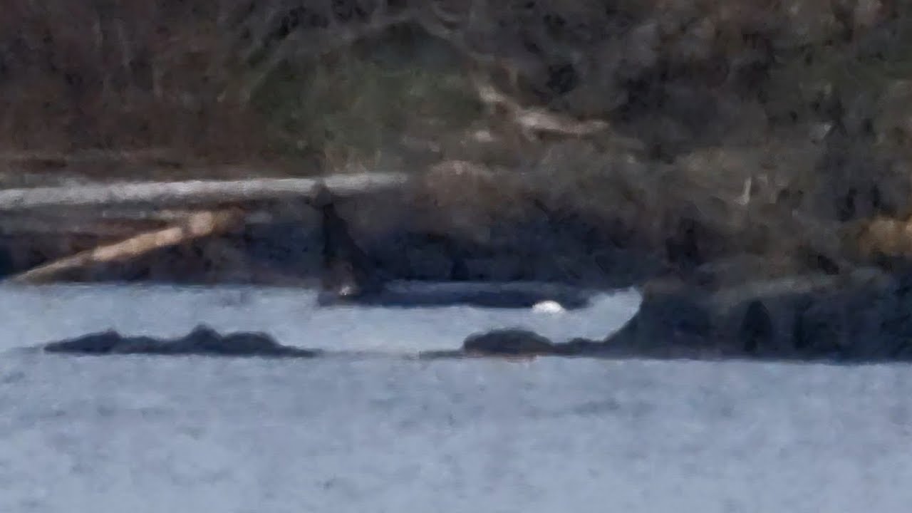 ORCAS. A wonderful day in Nanoose Peninsula, Vancouver Island. January 4th, 2026.