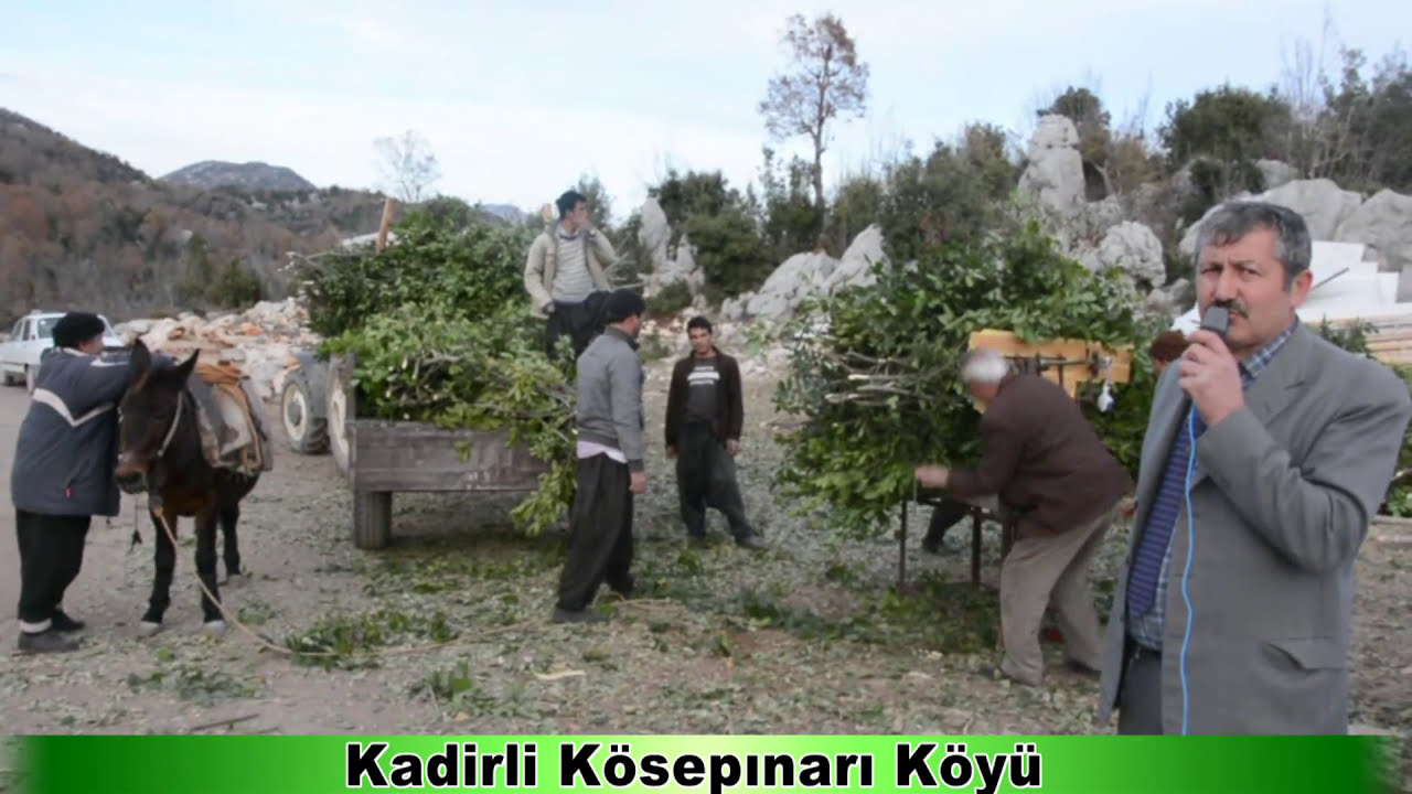 Defne Nasıl Toplanır Nasıl Tartılır - Kadirli Kösepınarı Köyü