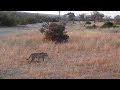 Djuma: Leopard-Hosana male moves off - 06:50 - 07/17/19