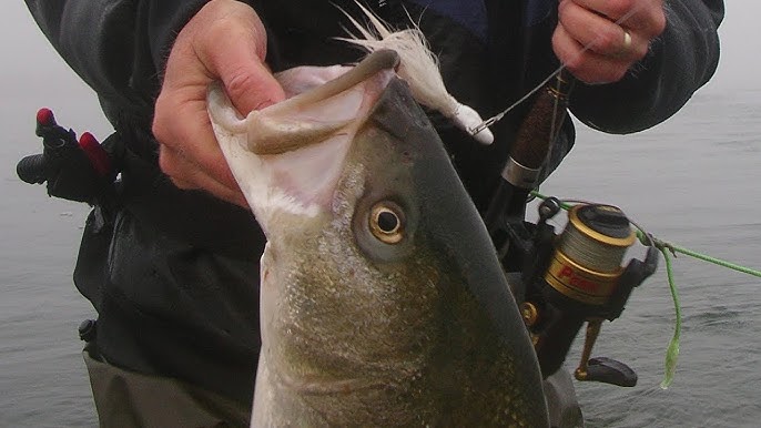 Striped Bass Fishing with Rigged Eels 