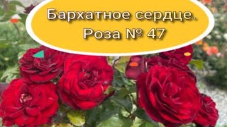 Бархатное сердце. Роза № 47. Питомник растений Е. Иващенко