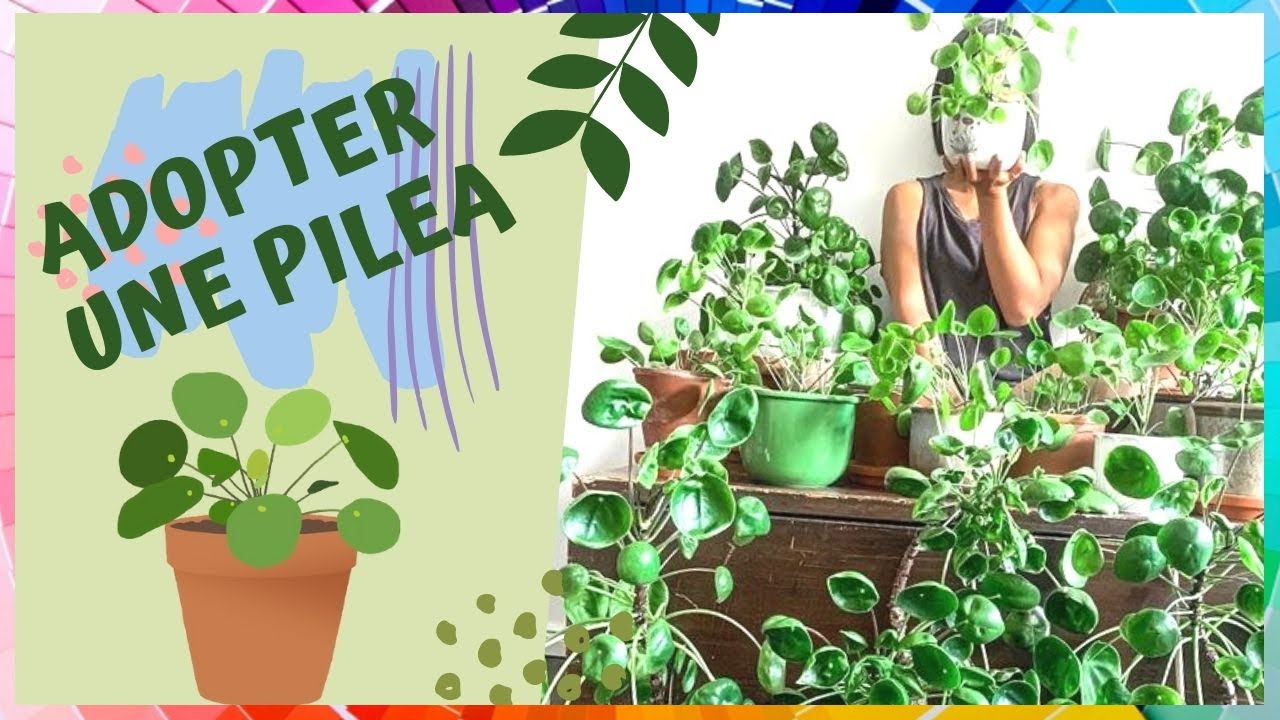 Conseils pour planter un pilea