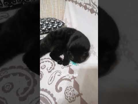 Багира пушка - YouTube