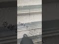 奇跡を待ってたって/Saucy Dog【アカペラ】映画『恋に至る病』主題歌 #shorts