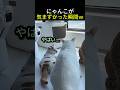にゃんこが気まずかった瞬間ｗ