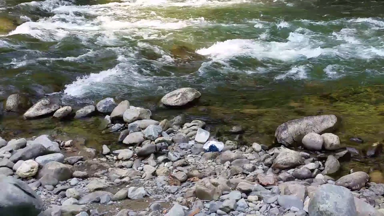 camera iphone 8 plus apk Monitor Lizard Swimming in the Bahorok River near Bukit Lawang, Sumatra, Indonesia