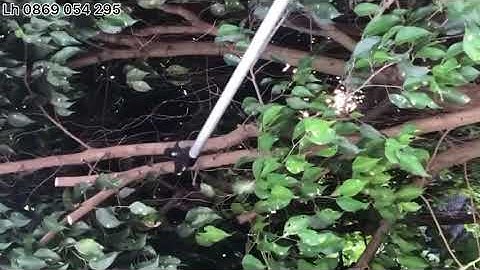 Duy nhất cây kéo cộng lực 1,5m siêu nhẹ,cắt cành to trên cao,dòng kéo buddy nhập khẩu.lh0975 531 602