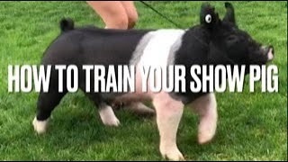 How to Train Show Pigs