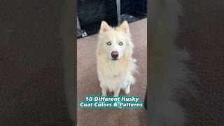 10 UNIQUE types of Husky Coat colors & Patterns #shorts #husky #dog