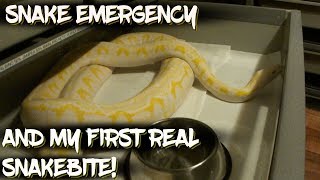 Snake Emergency - And my First Real Snake Bite!