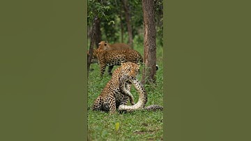 Leopard bitting python #animals #wildlife #AmaZing #wildliferescue#shorts #amazinature #amazing