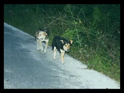 იასე ცინცაძე iase tsintsadze  dog saar