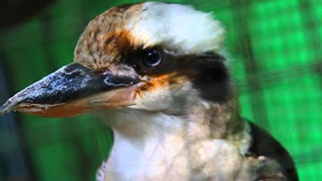 Visit The Ragunan National Zoo | Jakarta | Indonesia | By RH MEDIA CREATIVE