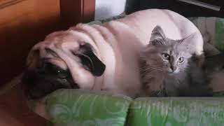 мопс и кошка напарники по сну