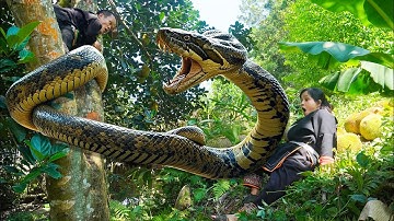 Reuzenpythonmonster valt dwergfamilie aan tijdens oogst van jackfruit | Anaconda 2025