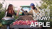 How to Grow an Apple Tree from Seed 