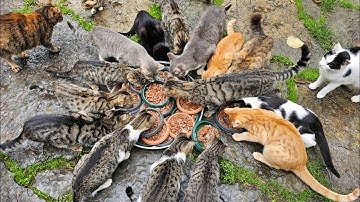 If I hadn’t come here today, hundreds of cats would have had to share just a few boiled eggs.