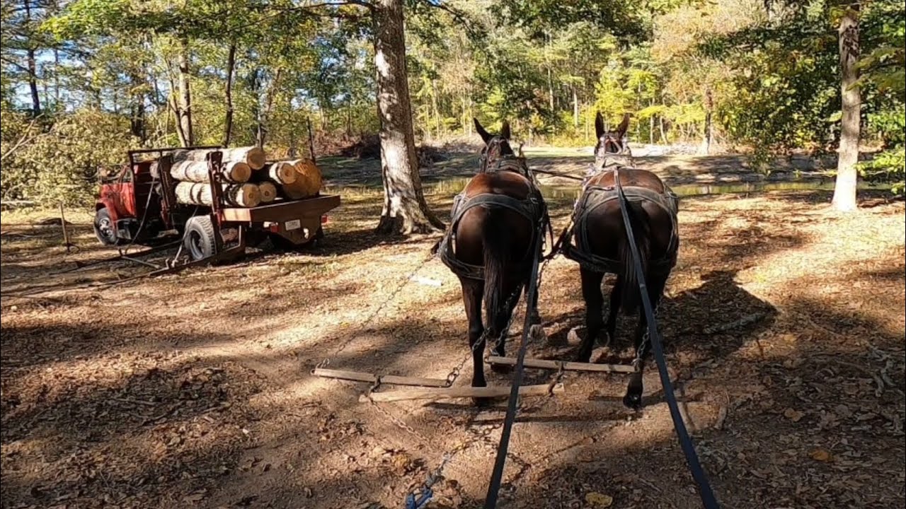 Mule logging, breakdowns, and Jesus! 