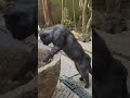boys cat vs girls cat #clips#animals#cat#edit