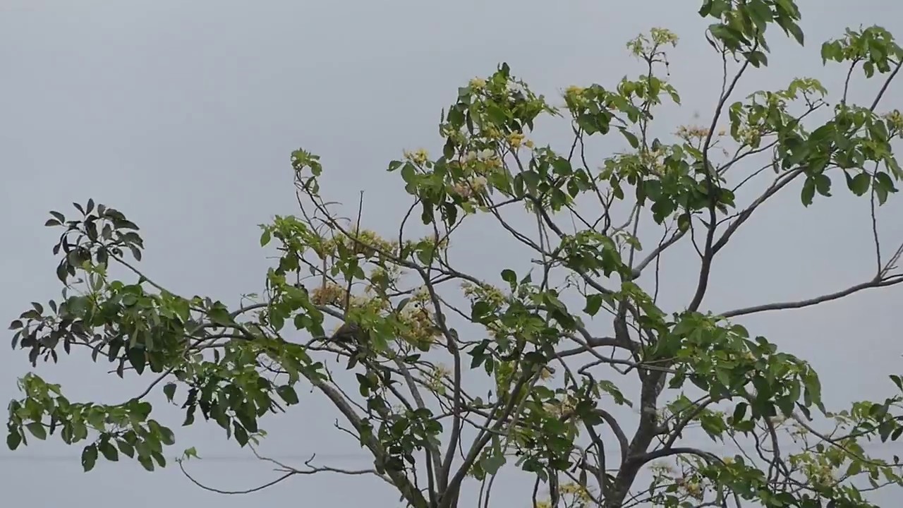 Birds in Cambodia - Animals on Earth #2 