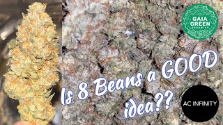 8 BEANS IN A COMPACT 2X2 - DRY, TRIM, & WEIGH FINALE! 🙊💨