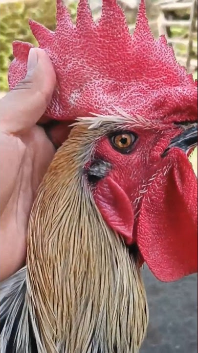 CARA MUDAH MELURUSKAN JENGGER AYAM PELUNG