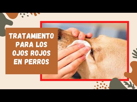 Video: Ojos Rojos (epiescleritis) En Perros