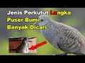 Jenis Perkutut Langka Puser Bumi Banyak Dicari