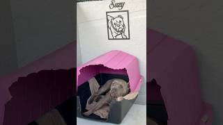 Casa da Susy depois da reforma 🥹❤️ #dog #pets #petsfofinhos #pitbull #cachorro #shorts #trending