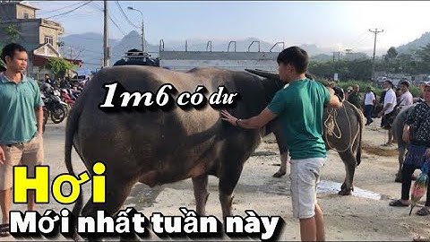 QUÁ ĐỈNH 1m6 TẠI CHỢ GIA SÚC BẮC HÀ - CẬP NHẬT GIÁ TRÂU BÒ HIỆN NAY
