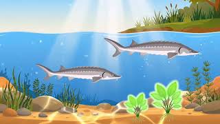 Sturgeon Conservation Aquaculture Biofilter Animation