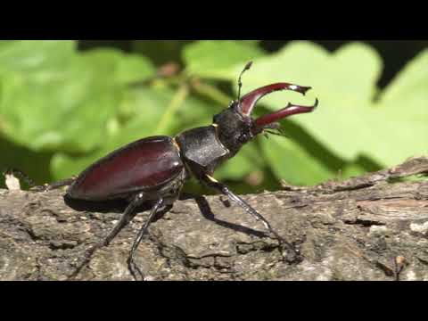 Video: Jak velké jsou larvy brouků?
