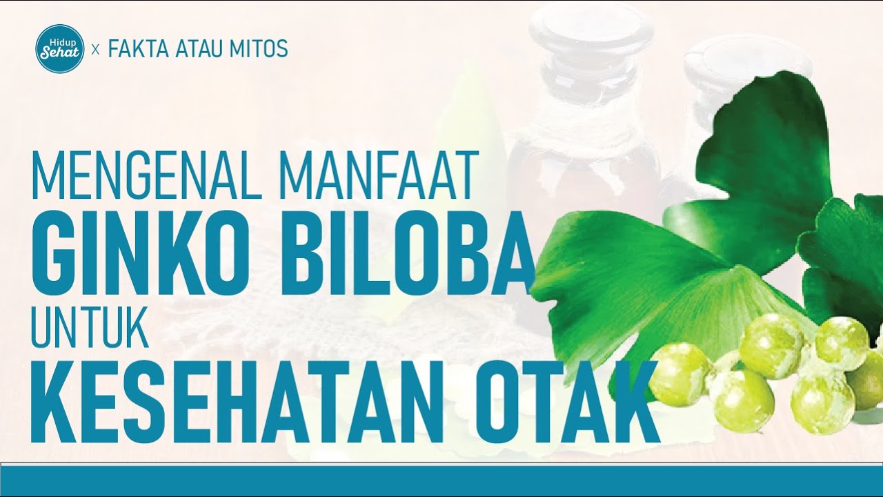 Ginko Biloba, Apa Manfaatnya Untuk Kesehatan? Hidup Sehat tvOne YouTube