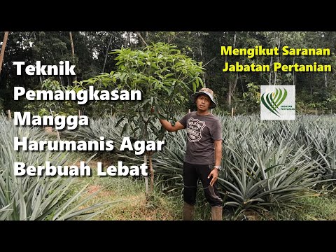 Video: Memangkas Pokok Epal Kolumnar: Bagaimana Memangkasnya Pada Musim Gugur? Skim Pembentukan Musim Bunga Untuk Pemula. Penjagaan Yang Betul Selepas Pemangkasan