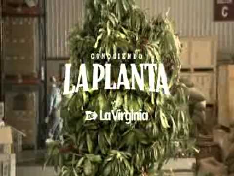 "Planta" La Virginia - Ogilvy