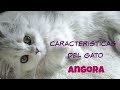 Gato angora