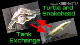 Snakehead Fish And Turtles Tank Exchange..Methods and Requirements..|MALAYALAM|