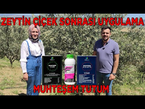 ZEYTİNDE ÇİCEK SONRASI