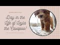 Day in the Life of Leyla the Cavapoo! #AsToldByLeyla