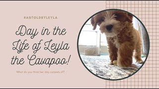 Day in the Life of Leyla the Cavapoo! #AsToldByLeyla