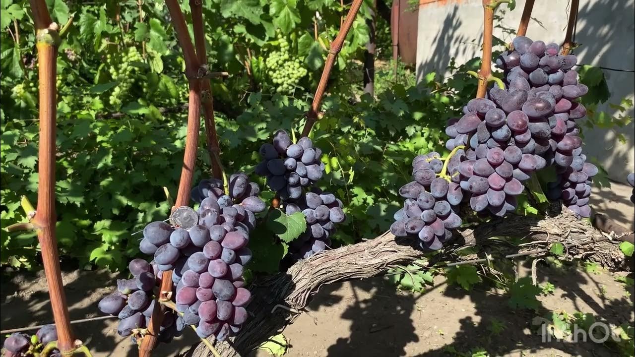 Виноград Одессит неукрывной - YouTube