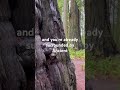 Pretty much the coolest things I’ve ever seen #redwoods #redwoodforest