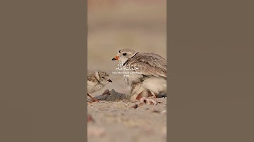 ووصينا الانسان بوالديه |عبد الباسط عبد الصمد كروما شاشة سوداء قرآن كريم #كرومات_قرآن #اكسبلور