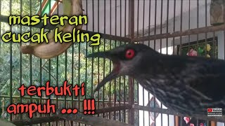 cucak keling trotol jantan