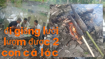 Cá lóc nướng,chấm muối ớt cay ngon xé