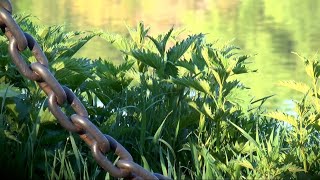 Harvesting Nettle for our Apothecary￼ & hair products. Medicinal properties Nettle offers series1.