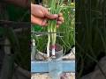 Onions grow tips using waste water bottle #gardening #roomtogrow #onion #garden #shorts