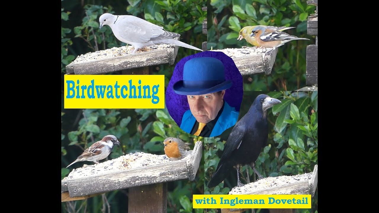 Inleman Birdwatching with Ingleman Dovetail #garden, #birds, #nature, #asmr ...