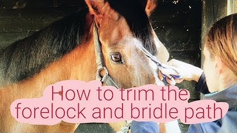 HOW TO TRIM THE FORELOCK AND BRIDLE PATH